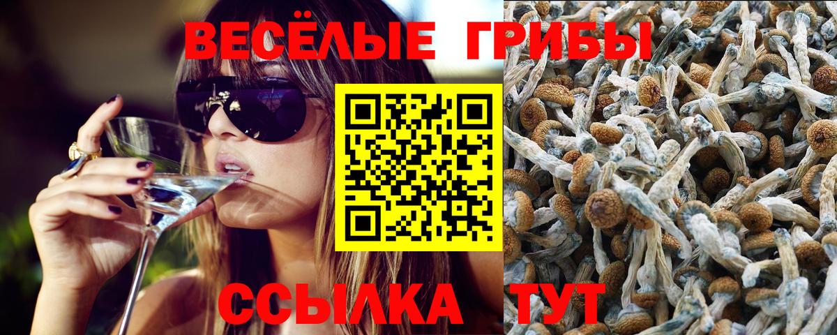 Псилоцибиновые грибы Cubensis  Вход с VPN  Калининград  Галлюциногенные грибы Psilocybine cubensis 