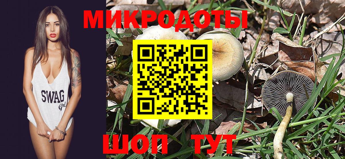 Галлюциногенные грибы Psilocybine cubensis Калининград